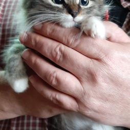 Европейские короткошерстные котята