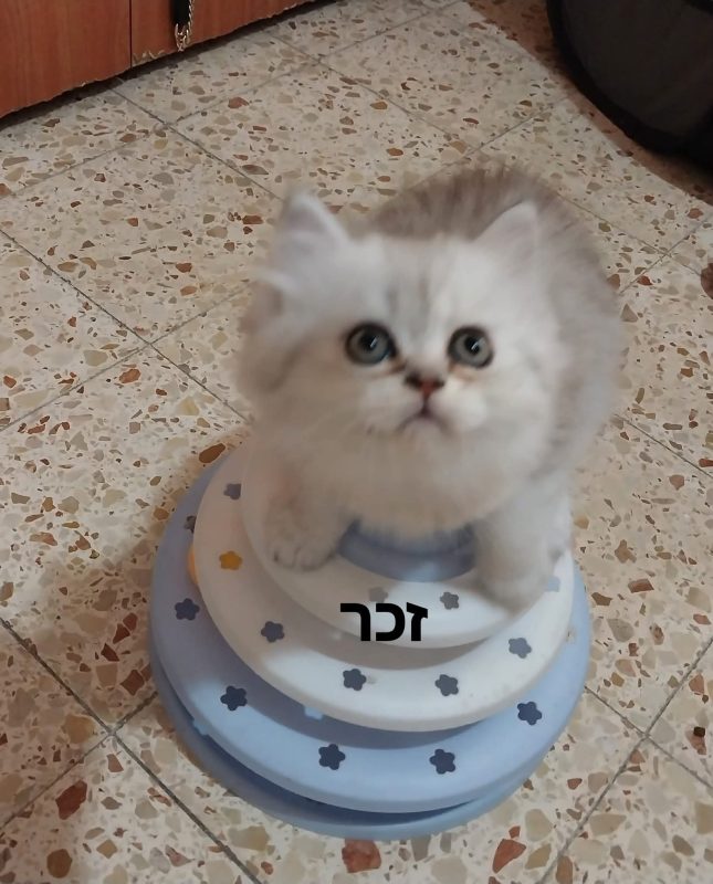 шотландские котята -  Фото 4