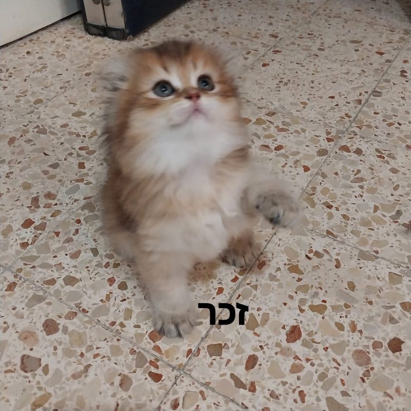 шотландские котята -  Фото 3