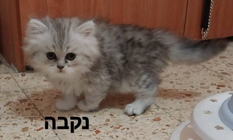шотландские котята -  Фото 2