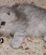 Превью, всего фото: 4
