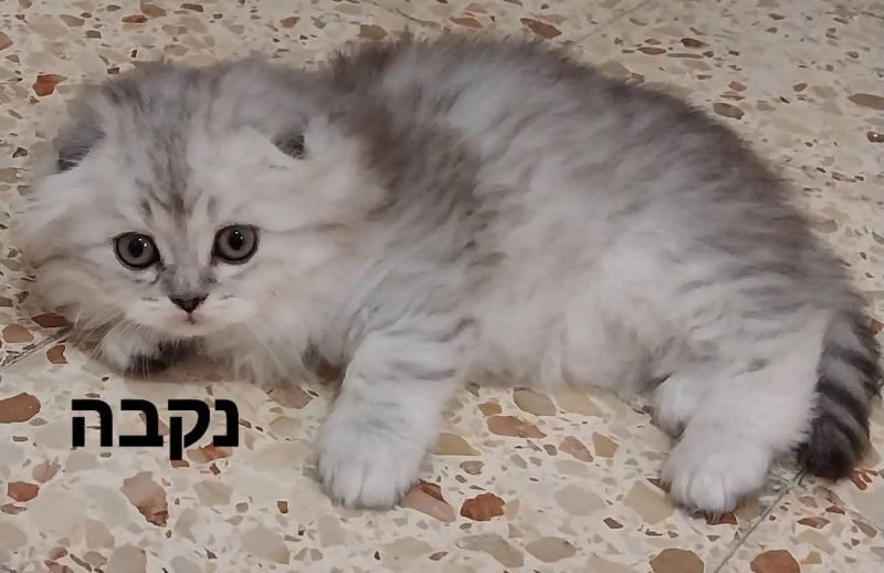 шотландские котята -  Фото 1
