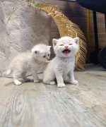 Превью, всего фото: 3