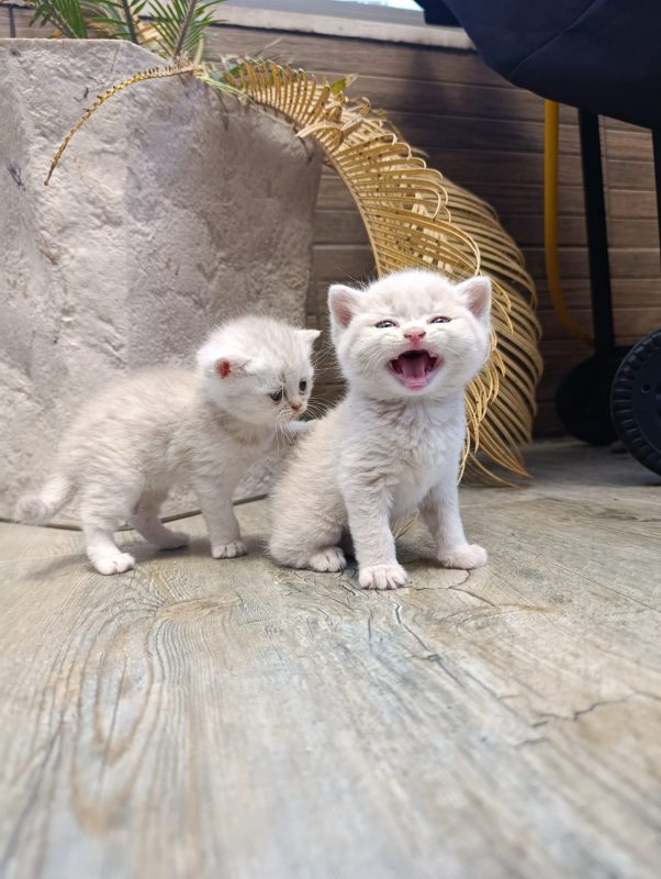 Котята шотландские -  Фото 3