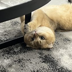 Вязка кота