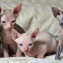 Котята сфинкса