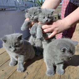 BHK Британские короткошерстные котята