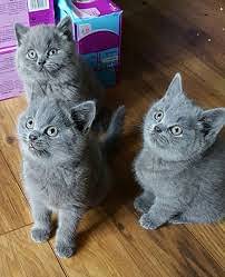 BHK Британские короткошерстные котята
