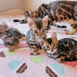 Бенгальские котята