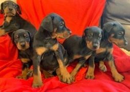 Щенки добермана Kc Reg на продажу
