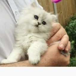 12-недельные персидские котята доступны