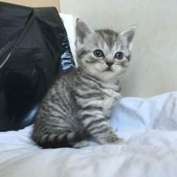 Котята шотландской вислоухой породы