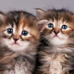 Сибирские котята
