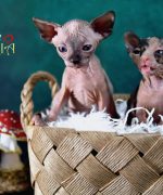 Превью, всего фото: 10