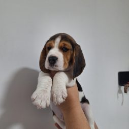 Щенки бигля