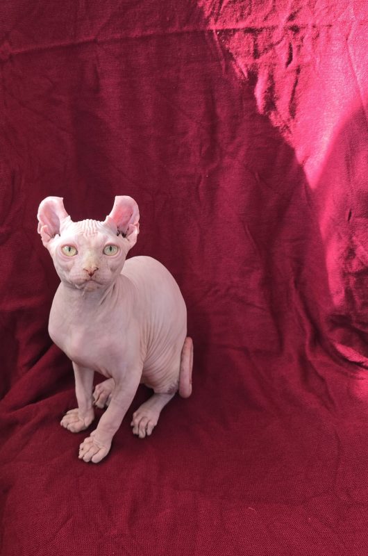 Котята -  Фото 3