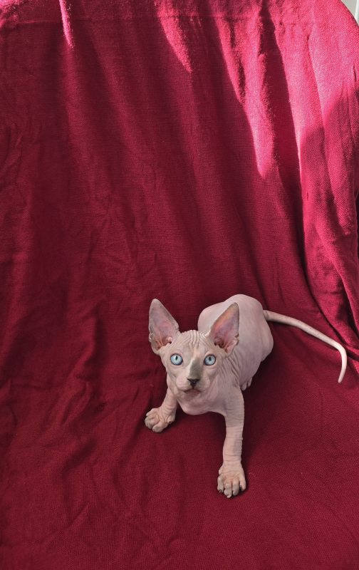 Котята -  Фото 4