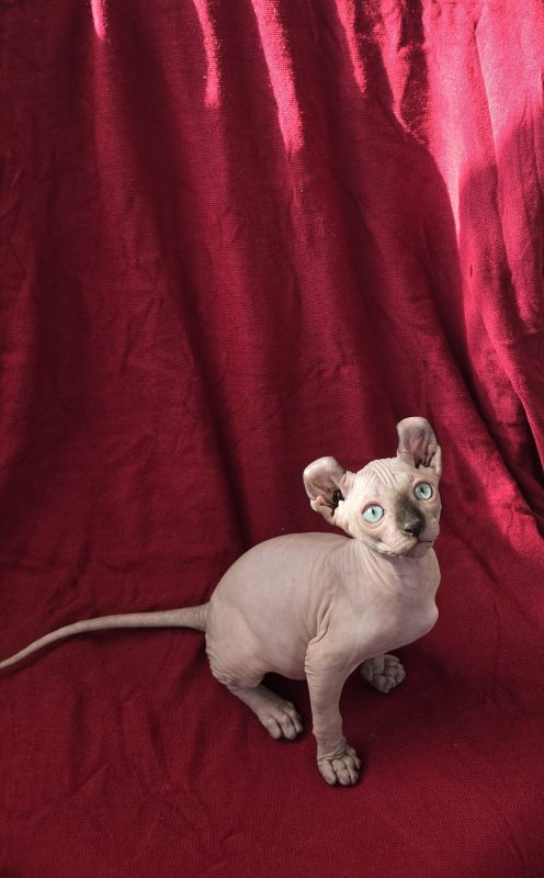 Котята -  Фото 5
