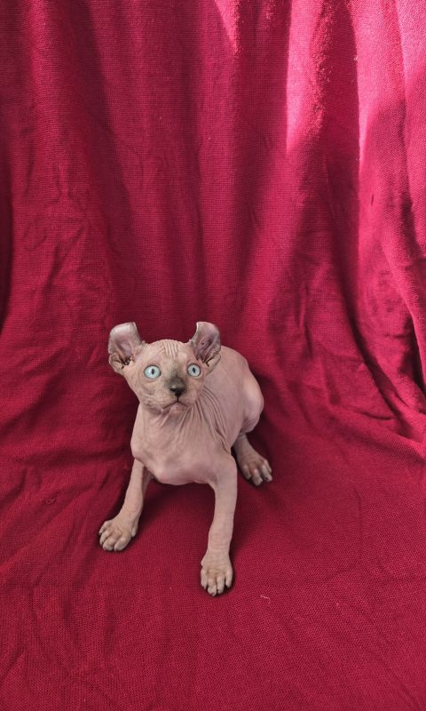 Котята -  Фото 2