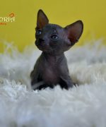Превью, всего фото: 9