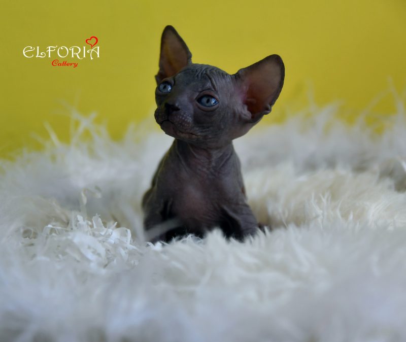 котята Канадского cфинкса, Эльфы, Двельфы. -  Фото 7