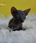 Превью, всего фото: 9