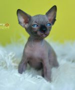 Превью, всего фото: 9