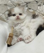 Превью, всего фото: 3