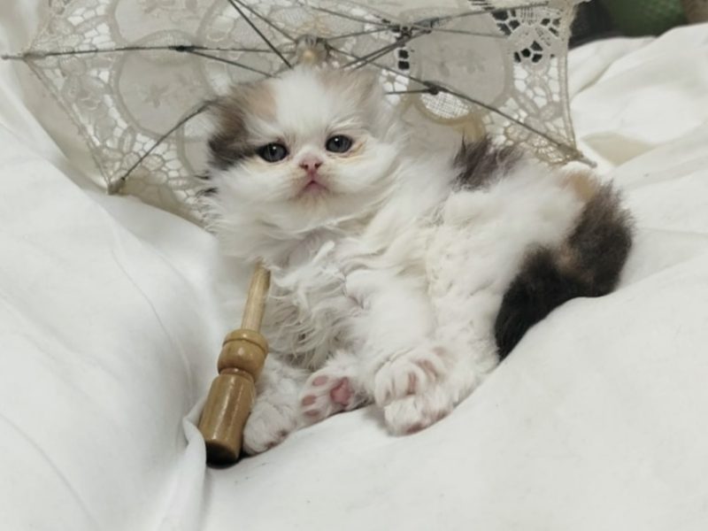 Котята -  Фото 1