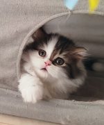 Превью, всего фото: 3