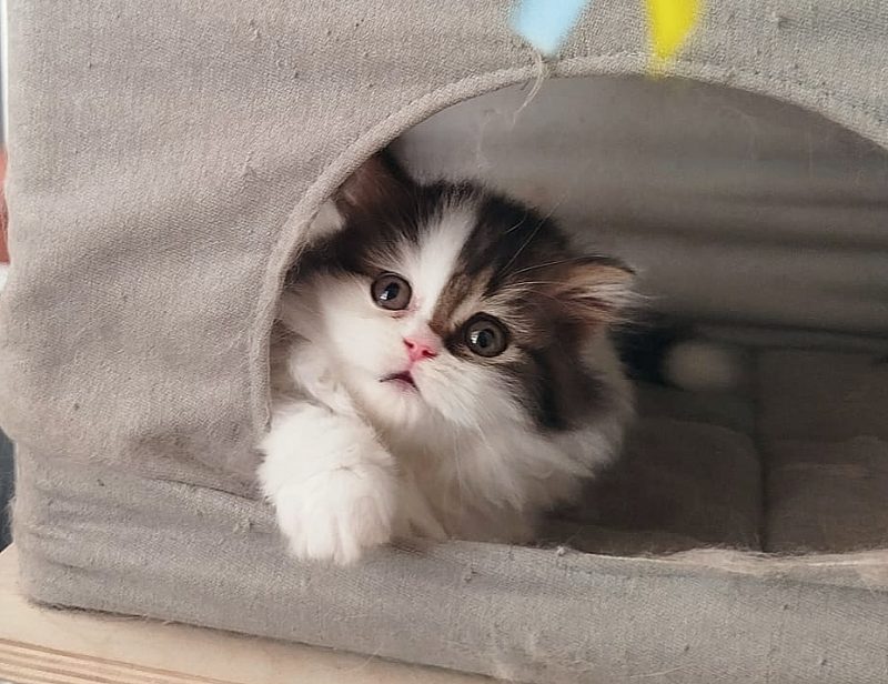 Котята -  Фото 2
