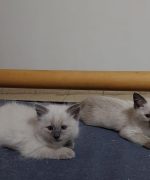 Превью, всего фото: 4