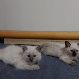 Тайские котята