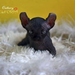 котята Канадского cфинкса, Эльфы, Двельфы.