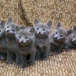 Русские голубые котята
