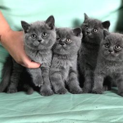 Продаются британские короткошерстные котята породы BHK