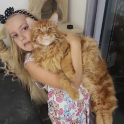 Молодой котик ищет дом