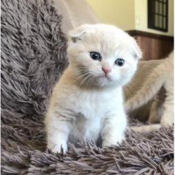 Бурманские котята. Наши самые красивые на свете