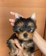 Превью, всего фото: 3
