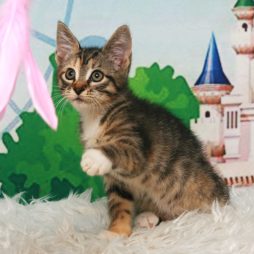 КОТЯТА МЕЙН КУН