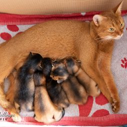 Абиссинские котята готовы к переезду