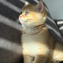 Котенок ищет новый дом
