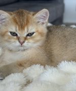 Превью, всего фото: 2