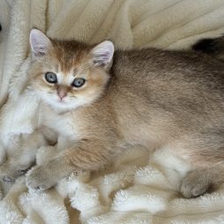 Продается котенок