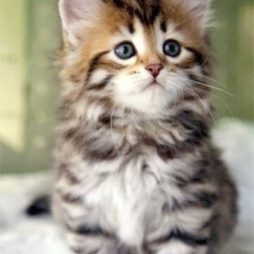 Сибирские котята