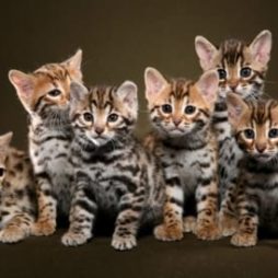 Бенгальские котята.