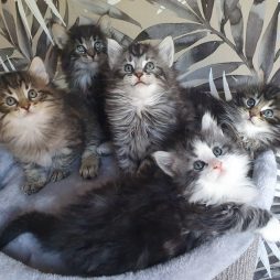 Котята лесной кошки, 11 недель