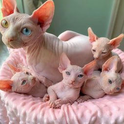 Котята канадского сфинкса