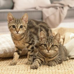 Европейские короткошерстные котята