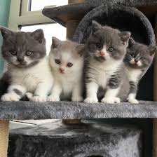 Шотландский котёнок ищет новый дом